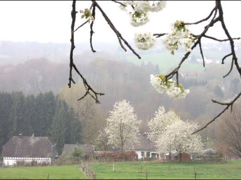 Bergisch Gladbach-Bärbroich  Idylle in der Großstadt (plus Schafe)
