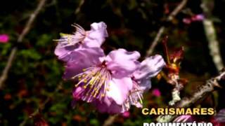 Conservatoria que coisa linda.avi