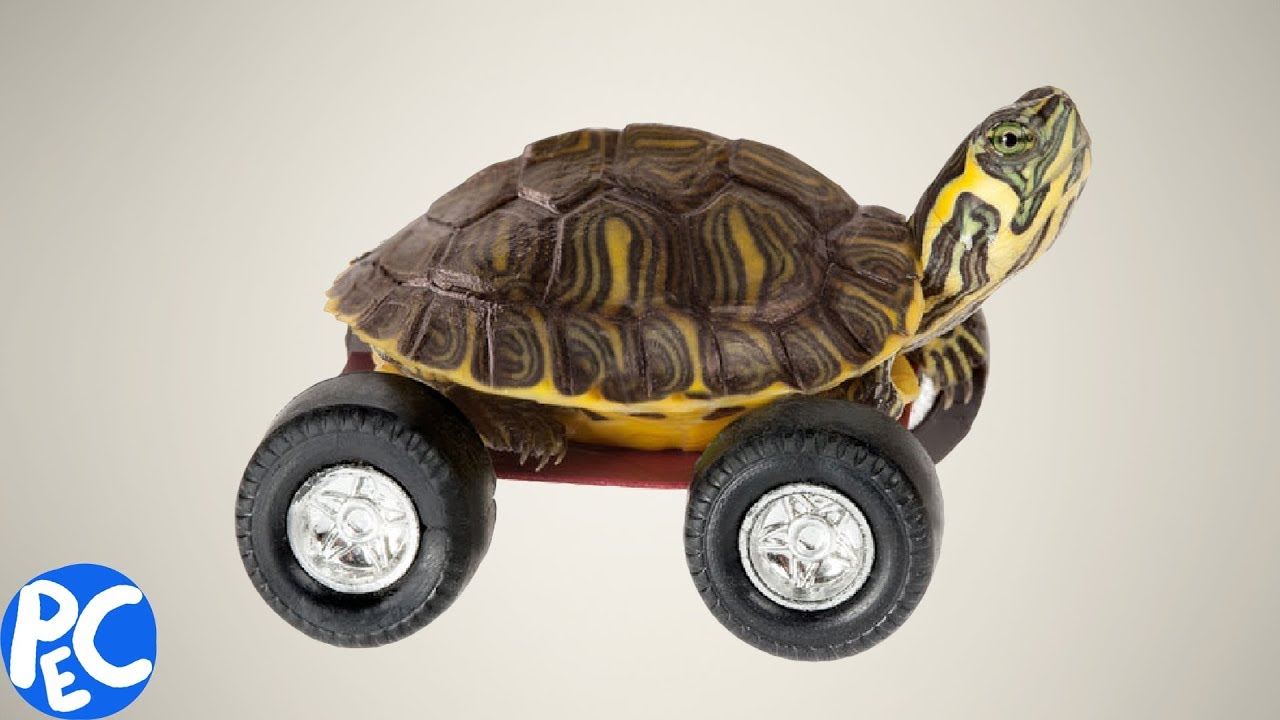 ANIMAIS deveriam ter RODAS