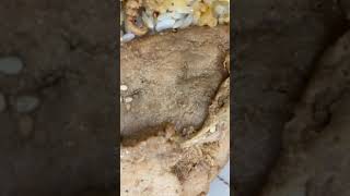 [問題] 豬肉裡有蛆