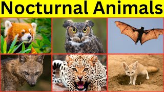 Animals Active at Night || Nocturnal Animals for kids