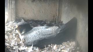 Wanderfalken Lingen Live DE Kamera 1 | Peregrine Falcon Lingen Germany Cam 1 | Day 09.08.2026 live webcam