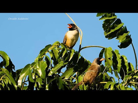Tanečník čiernohrdlý (Saltatricula atricollis) — video o speve a chove