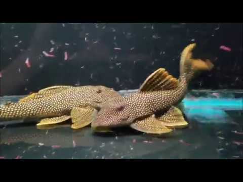 L014 "Sunshine" Scobinancistrus aureatus "Sao Felix"