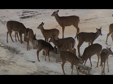 Feeding deer, a truth bomb nobody talks about. How can it affect your deer hunting?