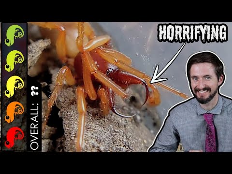 image-What happens if a woodlouse spider bites you?