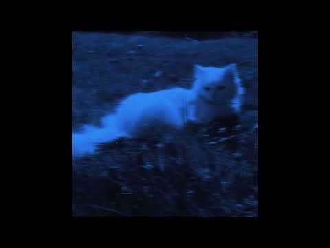 [FREE FOR PROFIT] BONES x XAVIER WULF TYPE BEAT “LOVE ME LIKE IM DEAD” [PROD.SIXXNIGHTSS]