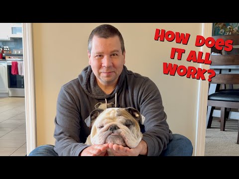 Reuben the Bulldog: Behind the Scenes