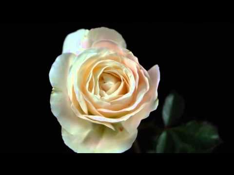 La mar enfortuna - La rosa