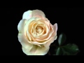 La mar enfortuna - La rosa 