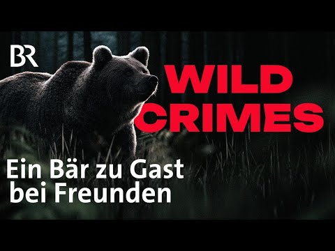 Ein Bär zu Gast  - Warum musste Bruno sterben? | Truecrime | Podcast | Wild Crimes - 1/4 | BR