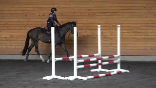 Video koně Daenerys WT