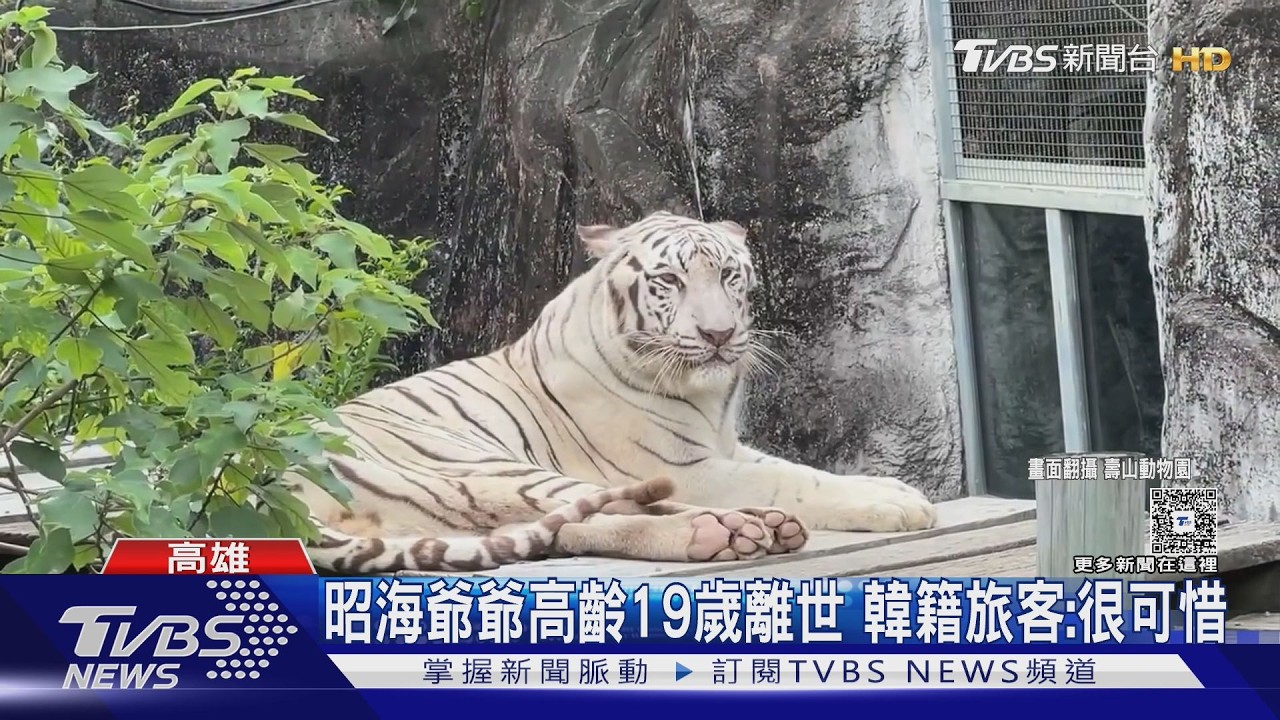 影音/非洲象阿里才過世…壽山動物園白老虎「昭海」安詳辭世 享高壽19歲