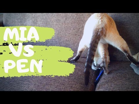🌀Cat VS Pen  | Thai cats | Traditional Siamese cats