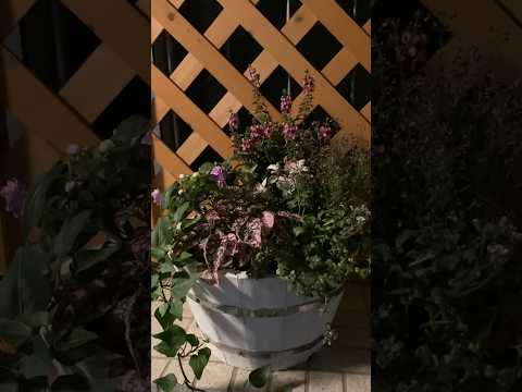 庭の古い手押し車を本当に魔法のフラワープランターに変えるにはどうすればよいでしょうか?  庭園