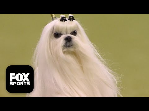 The Toy Group 🐕 2026 Westminster Dog Show