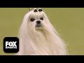 The Toy Group 2026 Westminster Dog Show