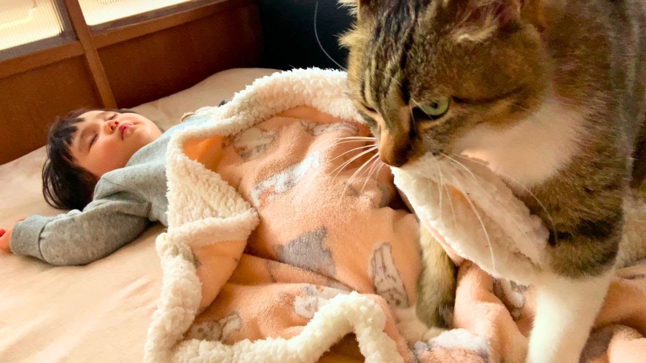 赤ちゃんの毛布をモミモミする猫