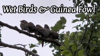 South African Guinea Fowl & Garden Birds in the Rain