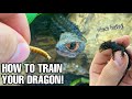 HOW TO TAME RED EYED CROCODILE SKINKS Tribolonotus Gracilis