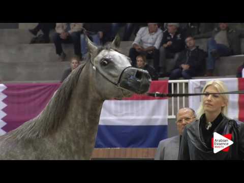 Milan SEWC 2016   Class 2A   Fillies