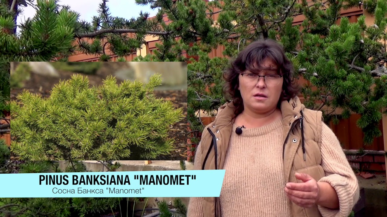Сосна Банкса