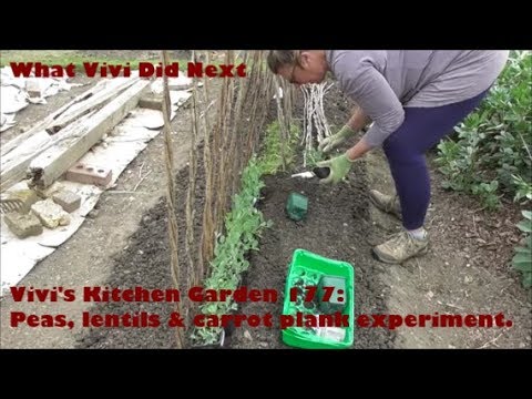 Vivi's Kitchen Garden 177: Peas, lentils & carrot plank experiment.