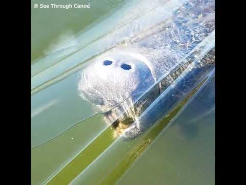 3rd YouTube video about are manatee dangerous