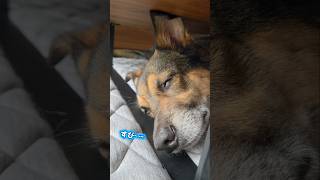 おはようまるちゃん🌞#雑種犬 #雑種 #保護犬 #犬のいる暮らし #いぬのいる生活 #犬のいる生活 #保護犬との暮らし #愛犬 #かわいい犬 #いぬ #犬 #犬動画