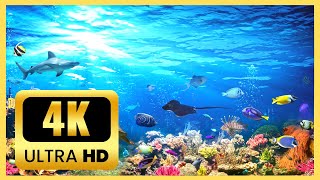 IKAN HIAS AIR LAUT WARNA-WARNI - CORAL TERUMBU KARANG, REGAL ANGELFISH, NEMO - RELAKSASI 1 JAM