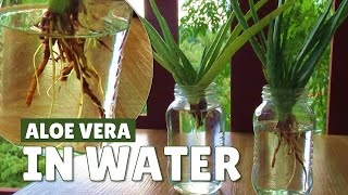 Growing Aloe Vera In Water