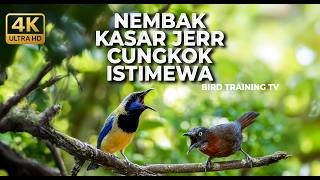 Download lagu 🔴 Live Masteran Enak Kasar Cepat Masuk Murai Batu Tembakan Tepus Kepala Abu vs Cucak Cungkok Gacor mp3 Download lagu 🔴 Live Masteran Enak Kasar Cepat Masuk Murai Batu Tembakan Tepus Kepala Abu vs Cucak Cungkok Gacor mp3