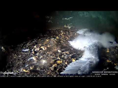 White-tailed Tropicbird Chick Stretches Out, Flaps Wings – May 28, 2019