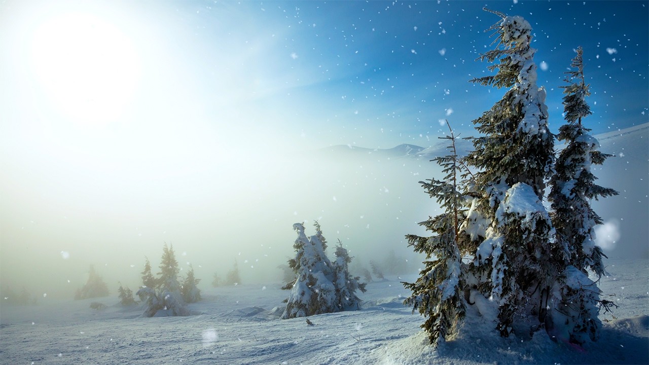 Snowy Winter Pines -1HR Static Scene