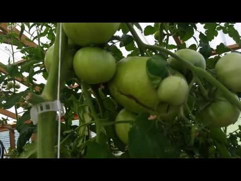 Hydroponic Tomatoes - Bato Buckets - Lessons Learned - Problems you can Avoid