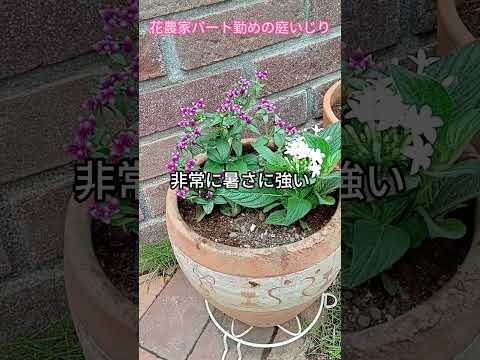 巨大なオーツ麦