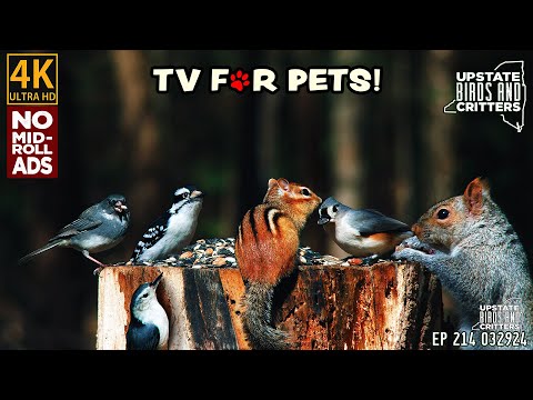 4k Cat TV 🐱 Dog TV 🐶 Upstate Birds And Critters: Ep 214 — 032924 — No Ads