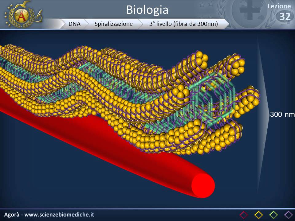 DNA - Generalità e struttura