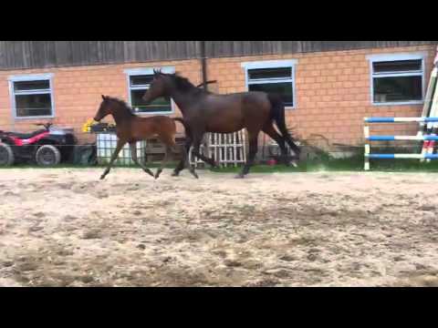 Hot Chocolate RR - Hengstfohlen v. Hot Spirit / Rubinstein