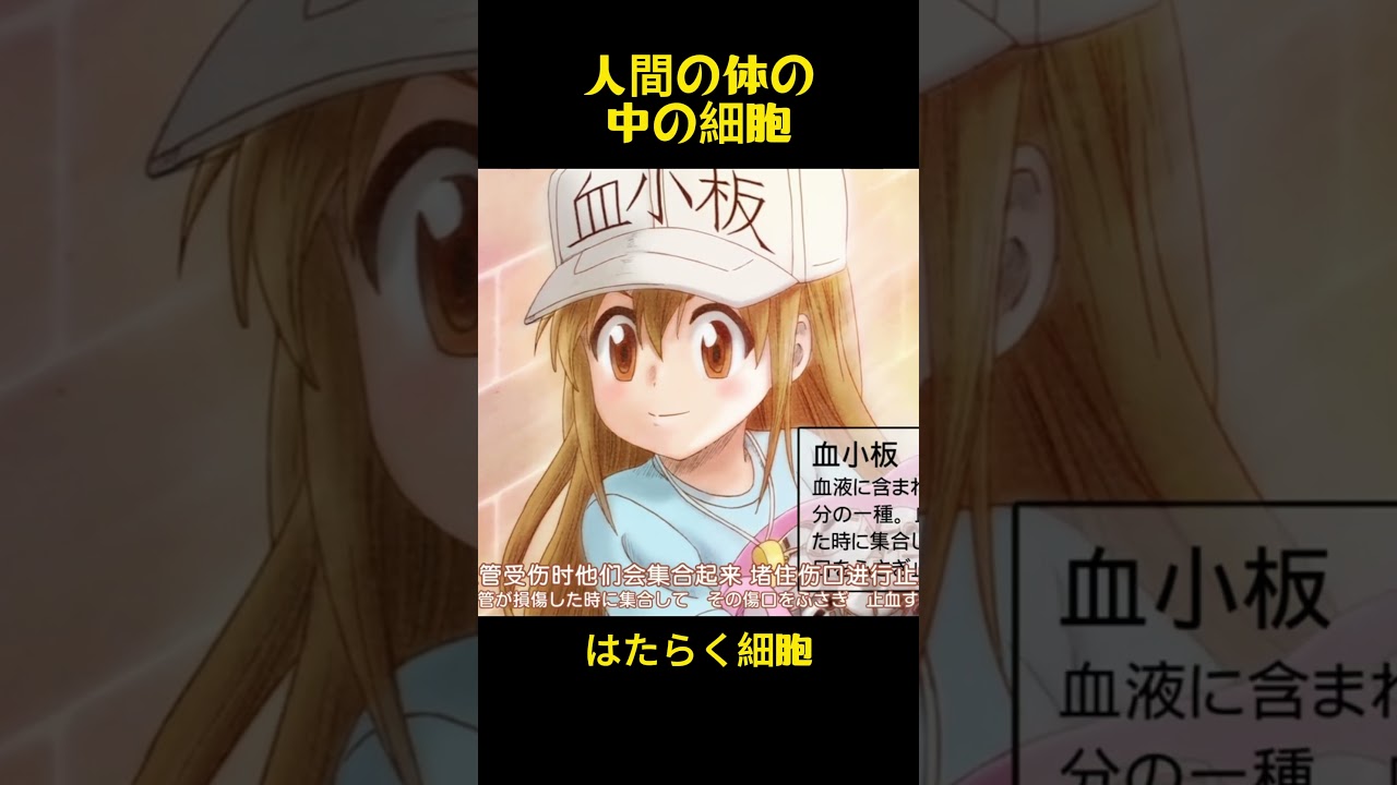 人間の体の中の細胞#コントチャンネル #おもしろ動画 #アニメ #面白集 #ドッキリ #面白い #コント #ジブリ #笑える #はたらく細胞 #にちじょう