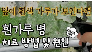 흰가루병 치료 방법 및 원인(잎에 흰색가루가 보인다면 흰가루병)