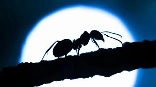 [推薦] The Ants 螞蟻