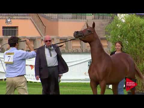 N.7 ODISSEA DEL FALCO - 2017 Italian Nationals - Yearling Fillies (Class 1B)