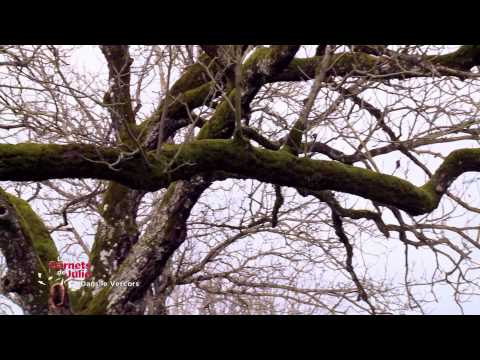 Vercors - Julie's Notebooks