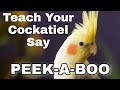 Cockatiel Peakaboo Training Sound | Cockatiel Training Sounds | Teach Your Cockatiel Say Peak-a-boo