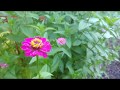 Riverside Avondale Community Garden In Jacksonville Florida