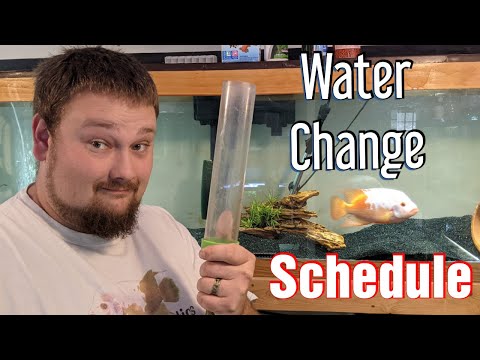 Aquarium Maintenance Tips - How to make a water change schedule