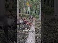 Why Do Deer Shed Their Antlers Like This? The Truth Will Shock You!