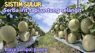 Download lagu Here's How to Plant Melons Economically, Save on Seeds, and Get Maximum Results mp3 Download lagu Here's How to Plant Melons Economically, Save on Seeds, and Get Maximum Results mp3