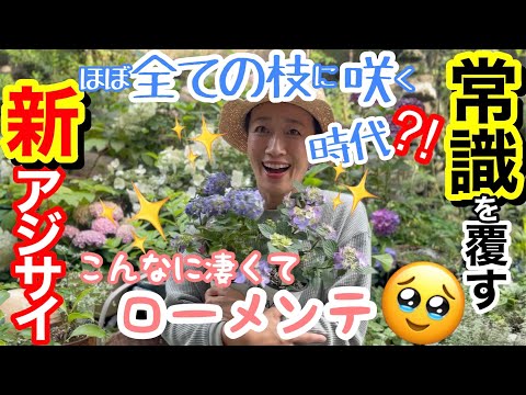 この夏の猛暑からアジサイを守るにはどうすればいいでしょうか？私たちのとっておきのヒント！  庭園